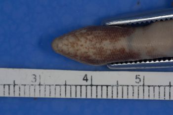 Media type: image;   Herpetology R-27945